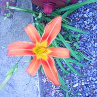 Teresa Corley Photo 36
