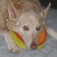 Carol Lemmon Photo 15