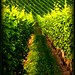Allen Weinberg Photo 10
