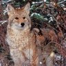 Bobbie Summers Photo 31
