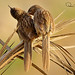 Syed Tariq Photo 23