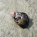 Ann Shell Photo 11