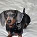 Stanley Wiener Photo 7