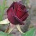 Rose English Photo 23