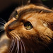 Ginger Snyder Photo 8