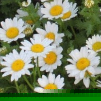 Bushra Akhtar Photo 9