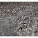 Forrest Gray Photo 25