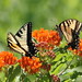 Larry Scott Photo 20