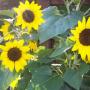 Joann Warner Photo 19