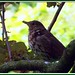 Young Song Photo 36