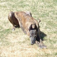 Mike Simmons Photo 45