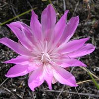 Robin Childers Photo 14