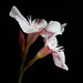 Richard Flowers Photo 38