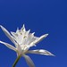 Nicholas Flores Photo 27