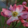 Julie Doerr Photo 20
