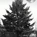 Douglas Moon Photo 22