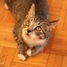 Tabby Thompson Photo 16