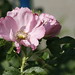 Rose Atkinson Photo 17