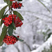 Sue Berry Photo 28