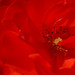 Rose Werner Photo 14