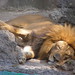 Salvador Leon Photo 11