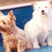 Brandy Nipper Photo 7