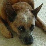 Lisa Baucom Photo 15