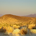 Joshua Sand Photo 21