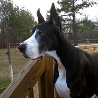 Bonnie Reese Photo 29