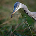 Adrea Sharp Photo 4