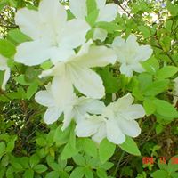 Anne Bean Photo 10
