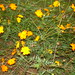 Lillie Bush Photo 7