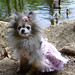 Susan Spitz Photo 11