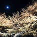 Flora Moon Photo 3