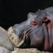 Michelle Hutt Photo 13