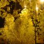 Guillermo Flores Photo 37