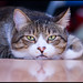 Buddy Sharp Photo 22