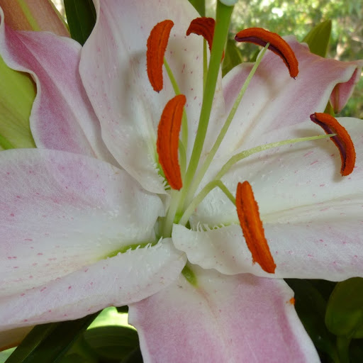 Anne Myers Photo 17