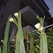 Dawn Birdsong Photo 13