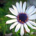 Robbin Flowers Photo 1