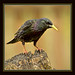 Starling Robinson Photo 8