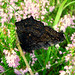 Heather Peacock Photo 16