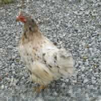 Nancy Mcdermott Photo 23