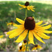 Susan Hamer Photo 25