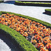 Pansy Lyons Photo 6