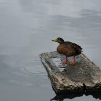 Stephen Metcalfe Photo 25