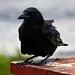 Debbie Crow Photo 27