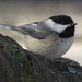 Sharon Black Photo 28
