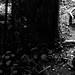 Carolyn Pike Photo 16