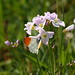 Mike Smock Photo 10